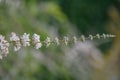Silver Monkâs pepper, Vitex agnus-castus Silver Spire flower stalk